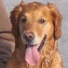 Wheaton's Brownsugar, Jule
